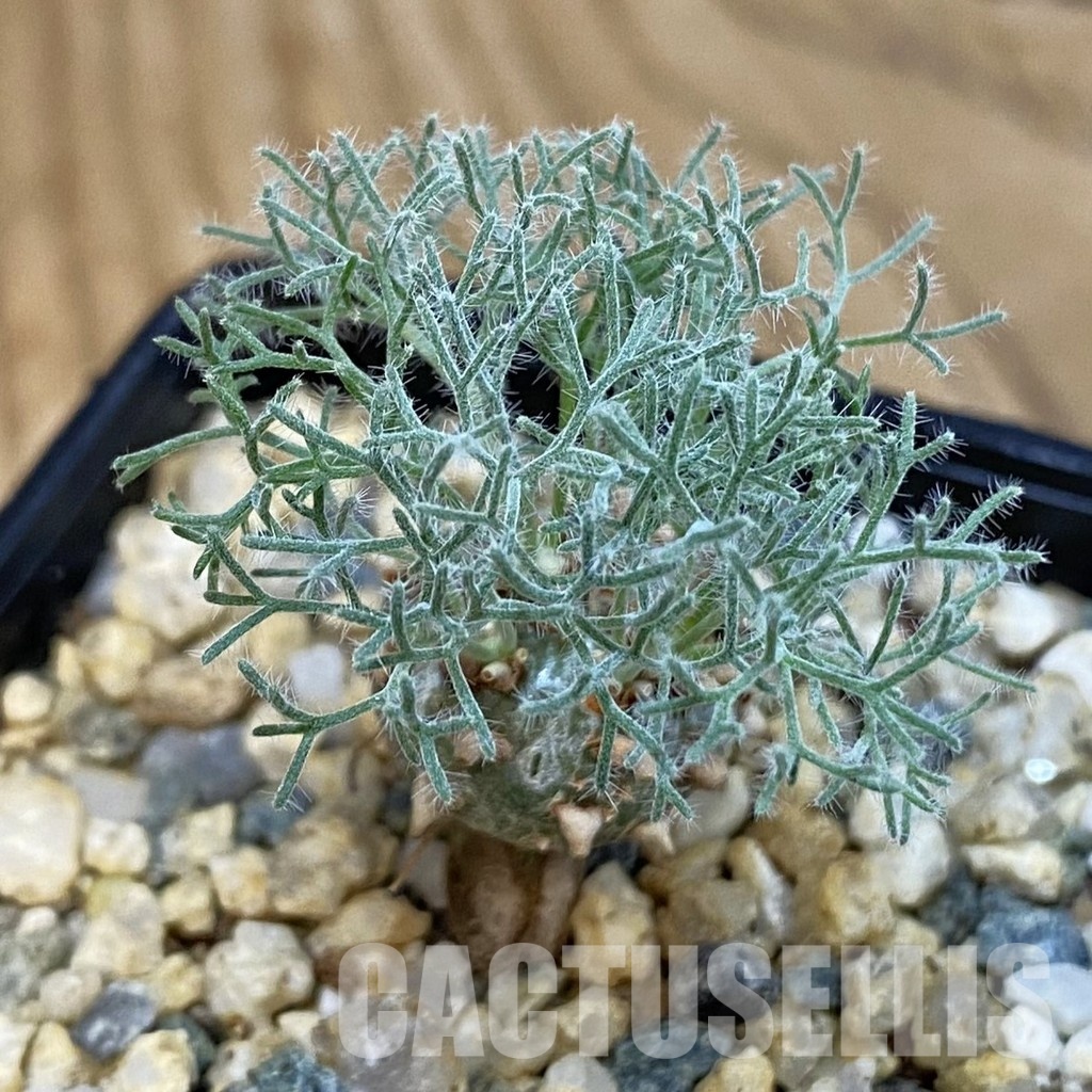 SH32771 Sarcocaulon peniculinum