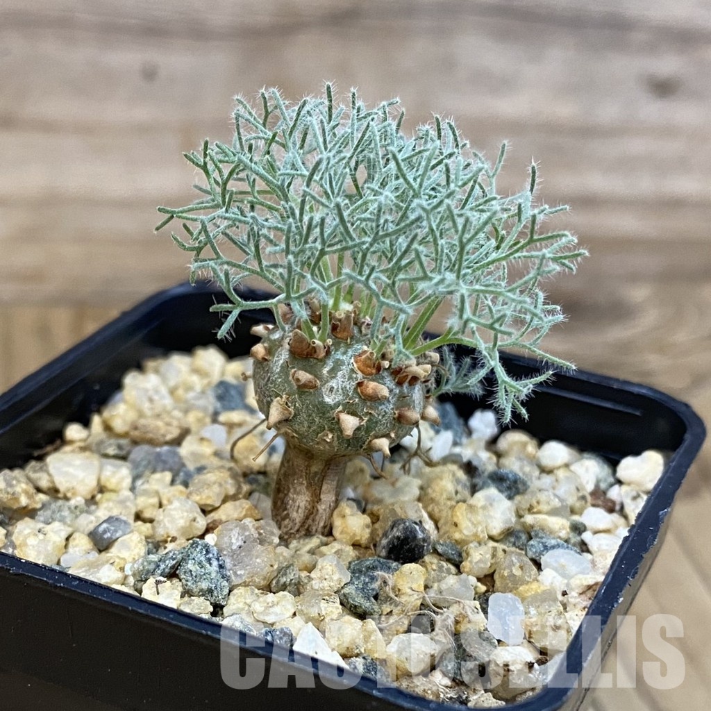 SH32771 Sarcocaulon peniculinum - Image 2