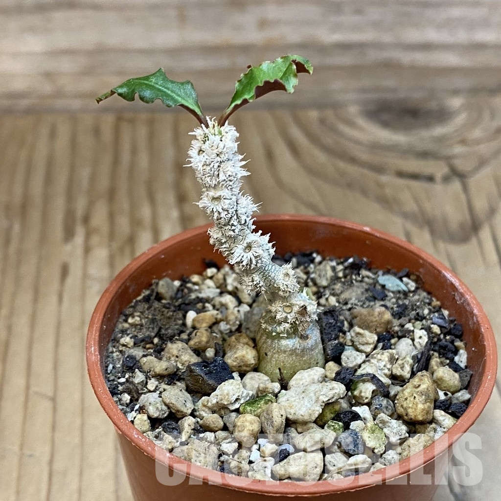 SH32773 Euphorbia suzannae-marnierae - Image 2