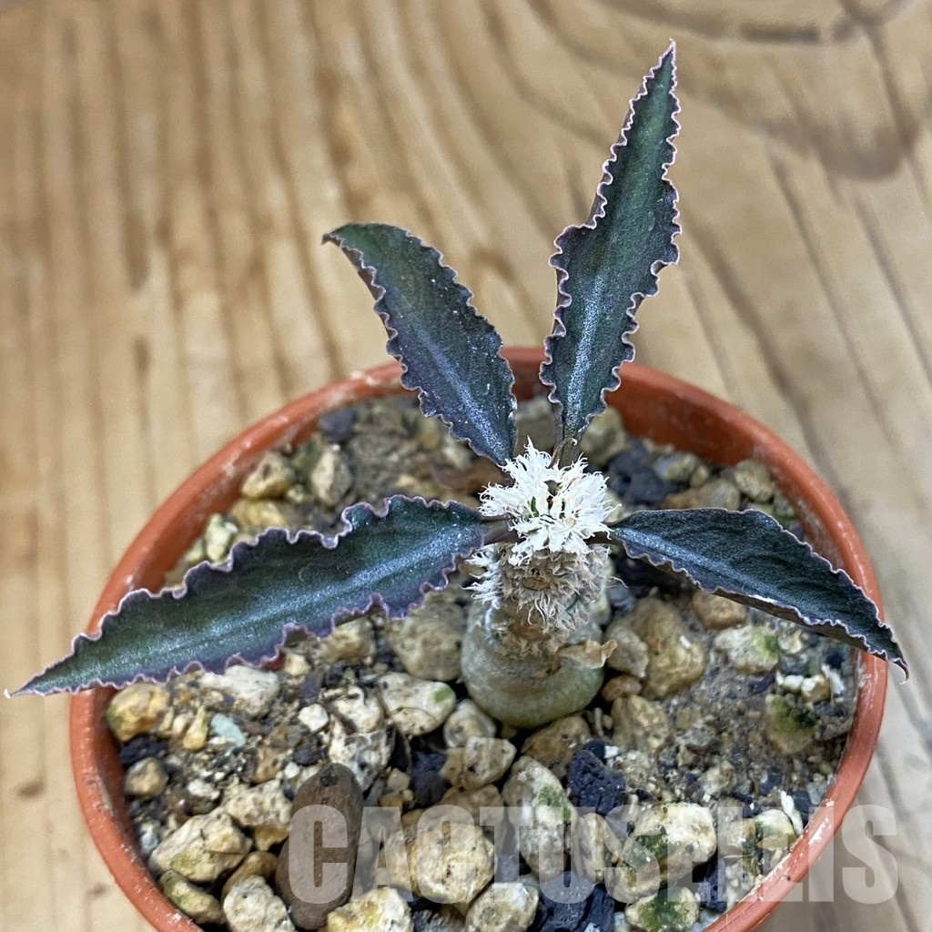 SH32774 Euphorbia suzannae-marnierae