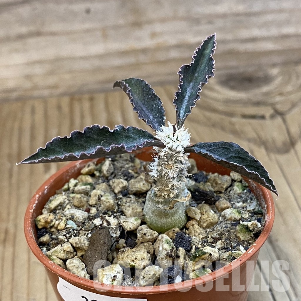 SH32774 Euphorbia suzannae-marnierae - Image 2