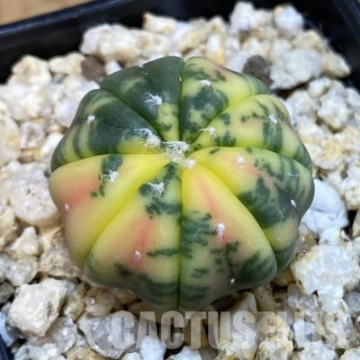 SH32751 Astrophytum asterias ‘Red Purple Skin’ f. variegata