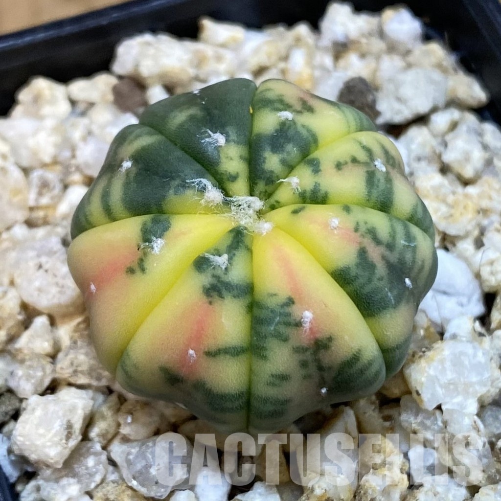 SH32751 Astrophytum asterias ‘Red Purple Skin’ f. variegata