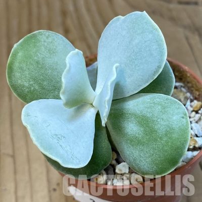 SH32776 Cotyledon undulata