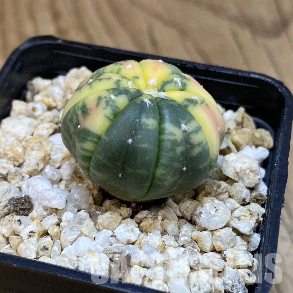 SH32751 Astrophytum asterias ‘Red Purple Skin’ f. variegata - Image 2