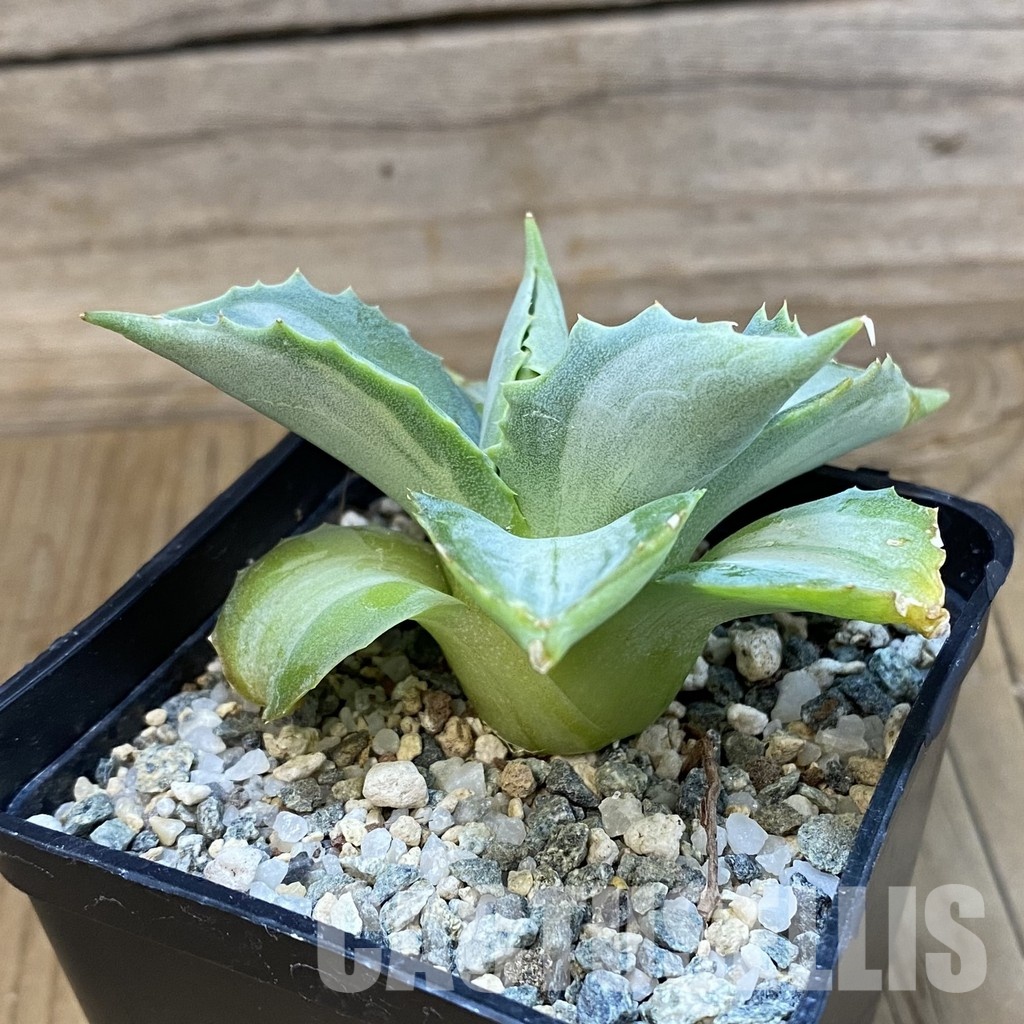 SH32778 Agave isthmensis f. variegata - Image 2