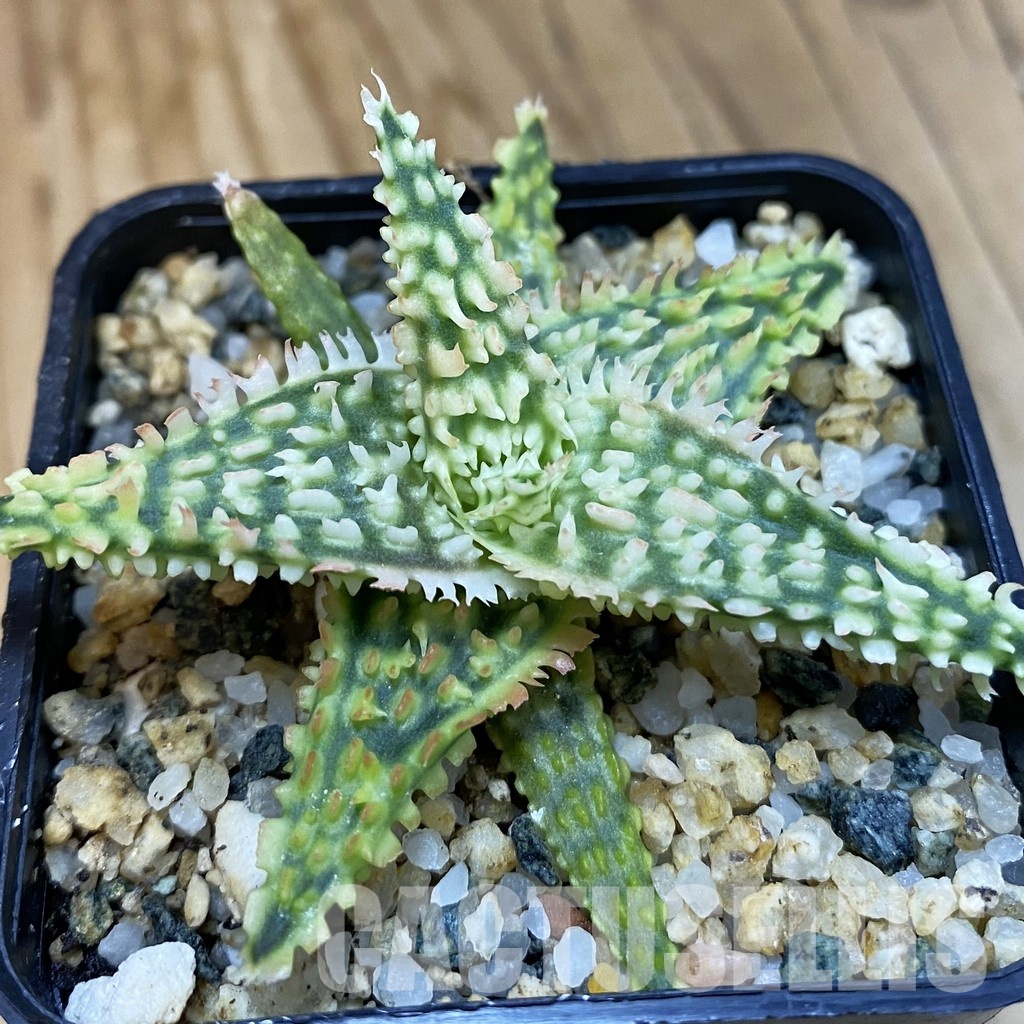 SH32779 Aloe TCT hybrid