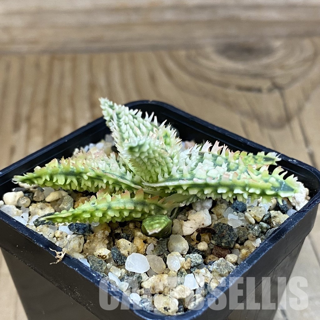 SH32779 Aloe TCT hybrid - Image 2