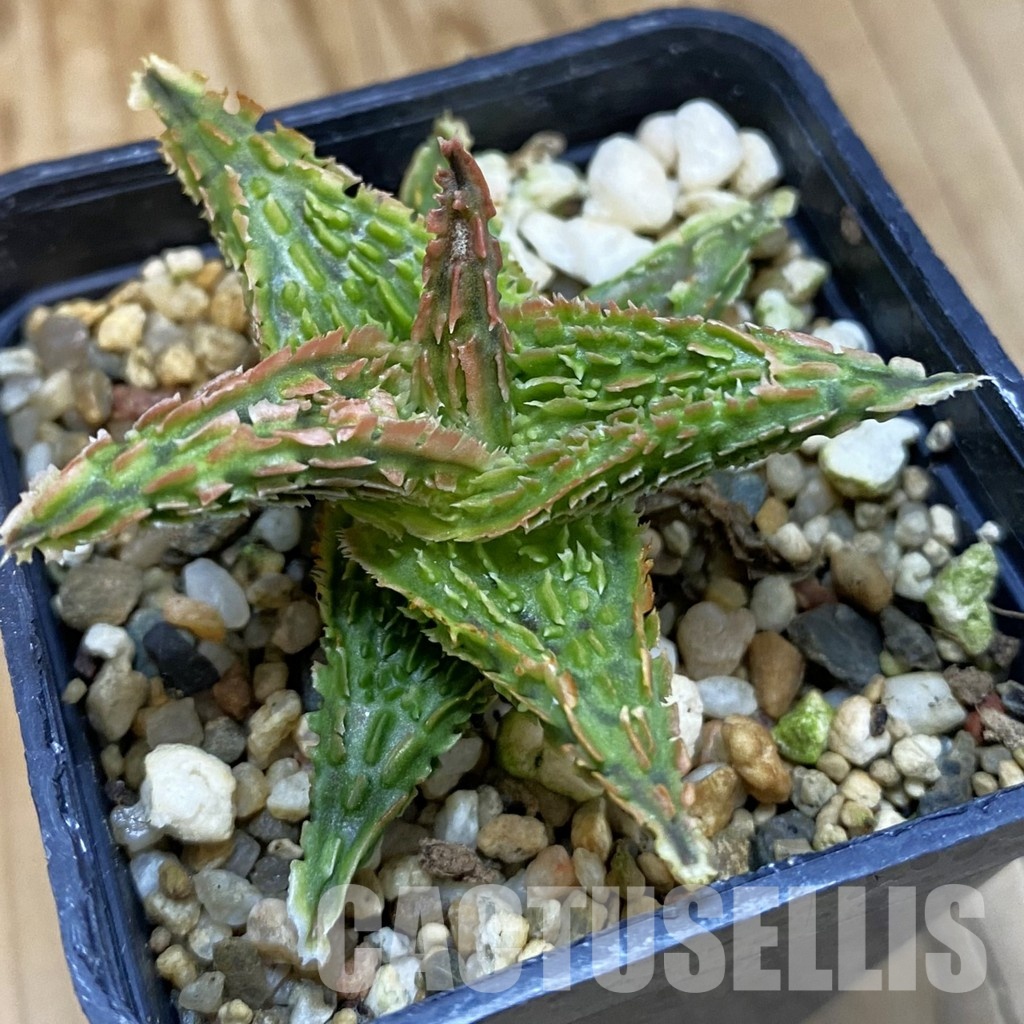SH32780 Aloe TCT hybrid