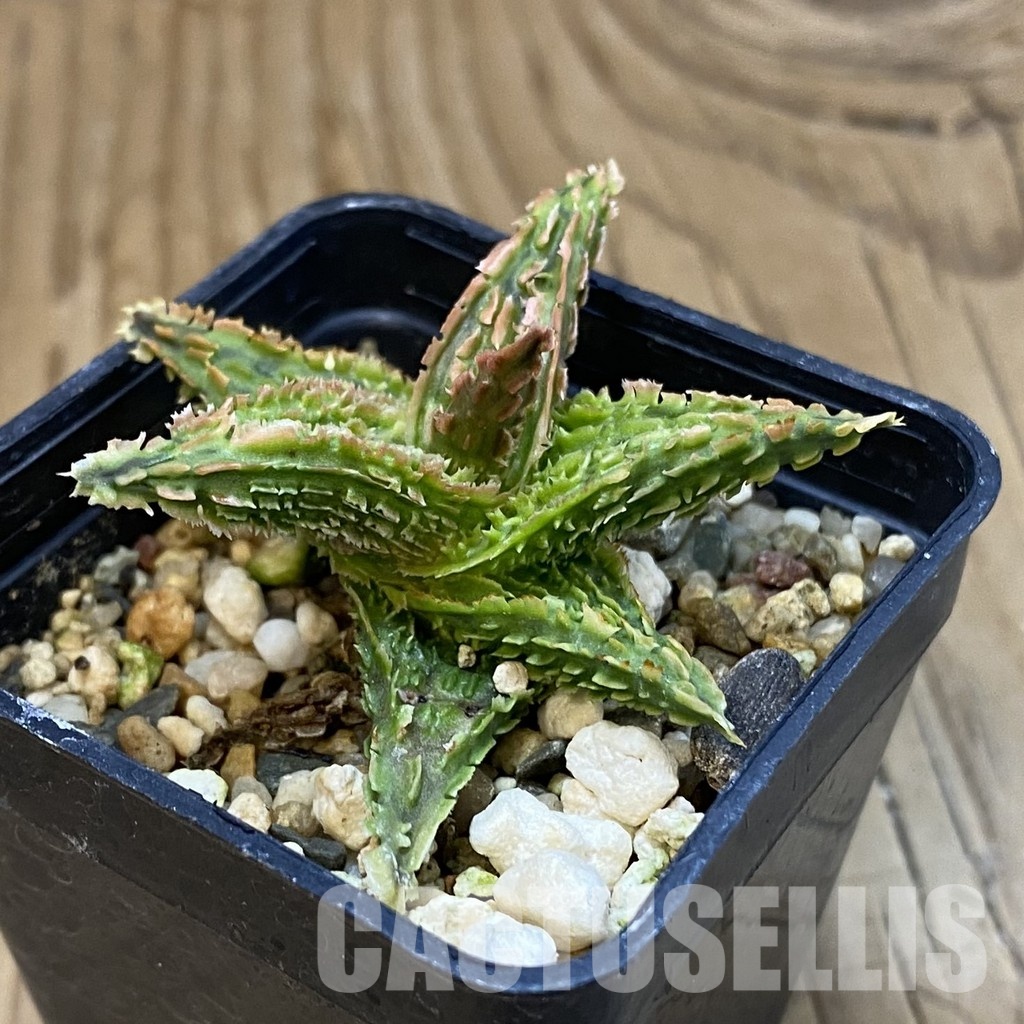 SH32780 Aloe TCT hybrid - Image 2