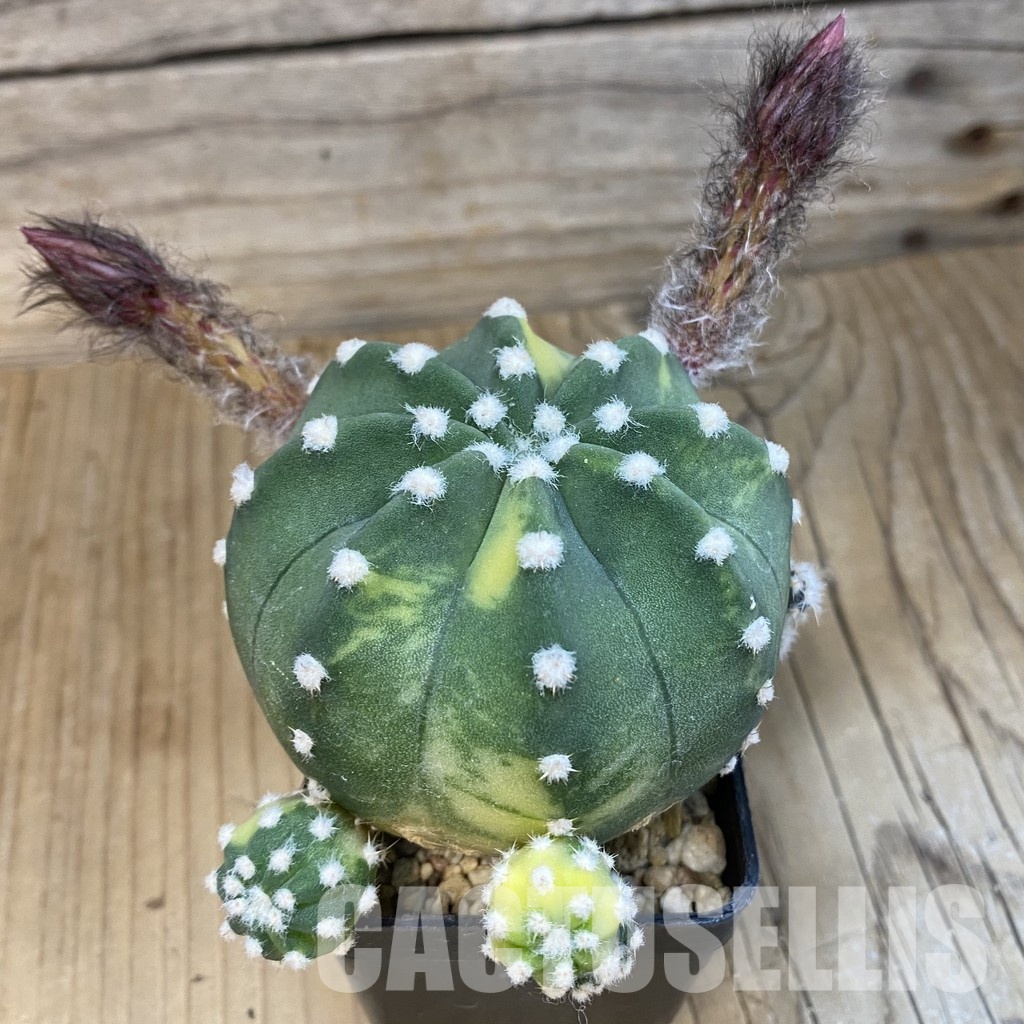 SH32866 Echinopsis subdenudata f. variegata - Image 3