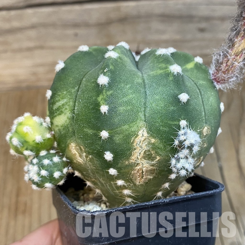 SH32866 Echinopsis subdenudata f. variegata - Image 4