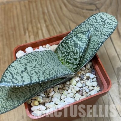 SH32868 Gasteria hybrid