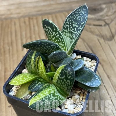 SH32869 Gasteria maculata f. variegata