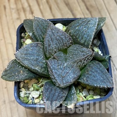 SH32870 Haworthia hybrid