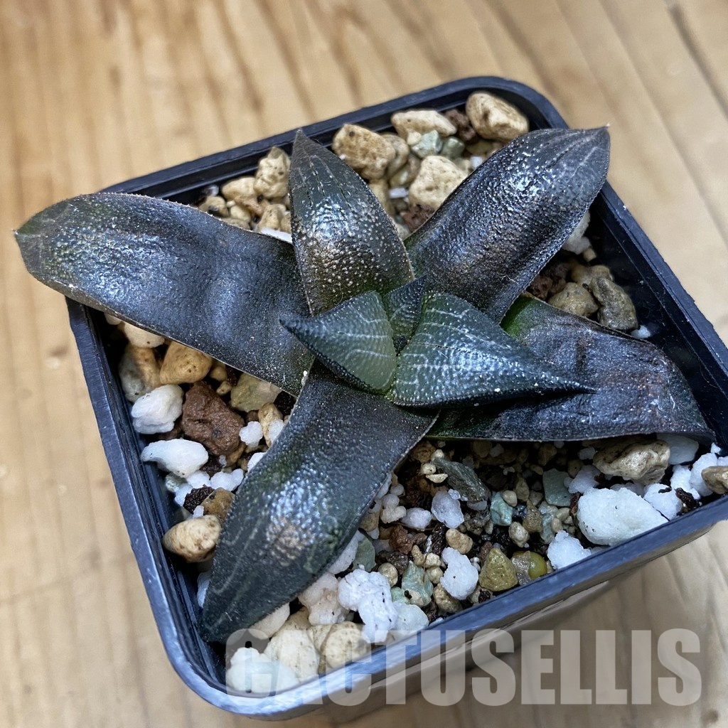 SH32872 Haworthia marxii