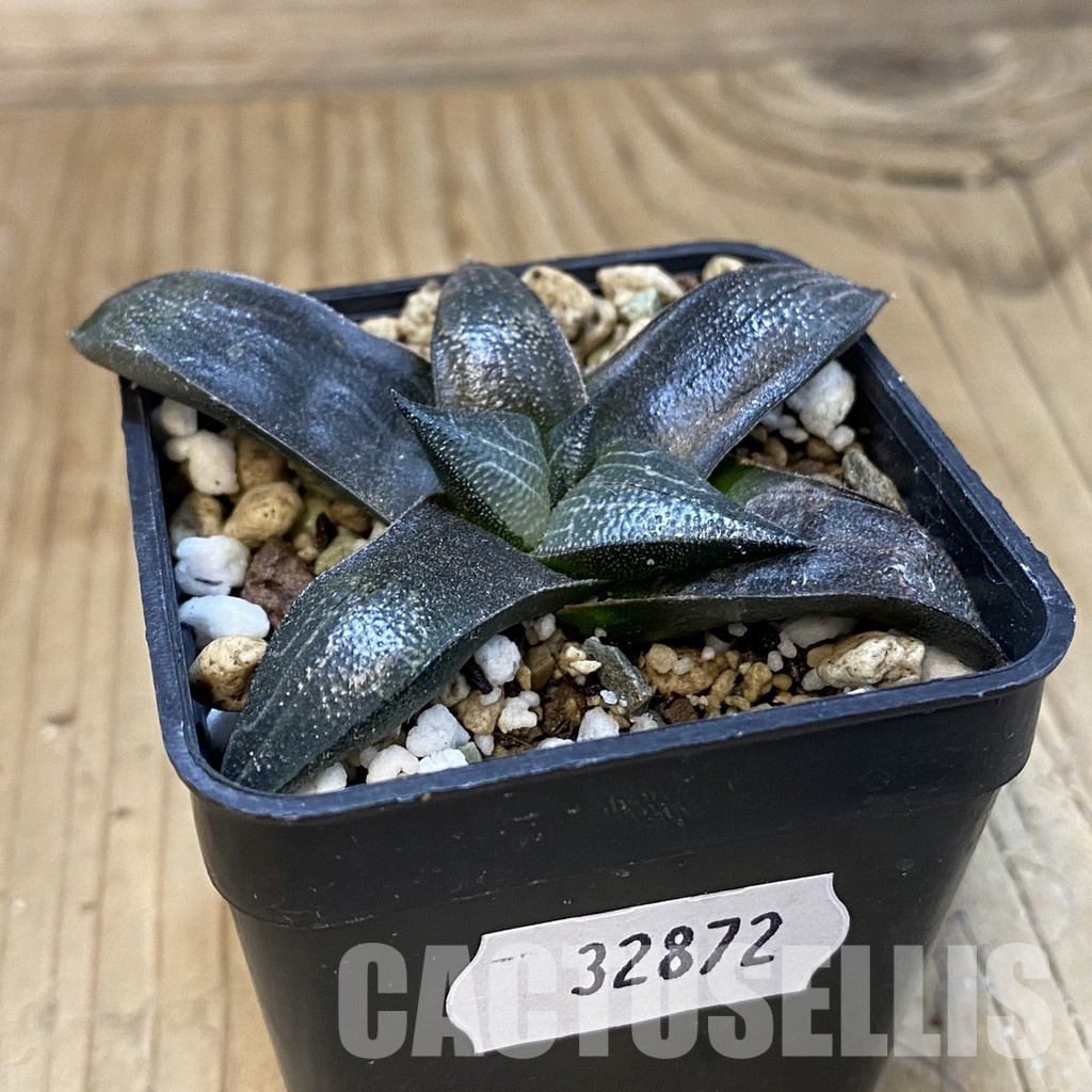 SH32872 Haworthia marxii - Image 2