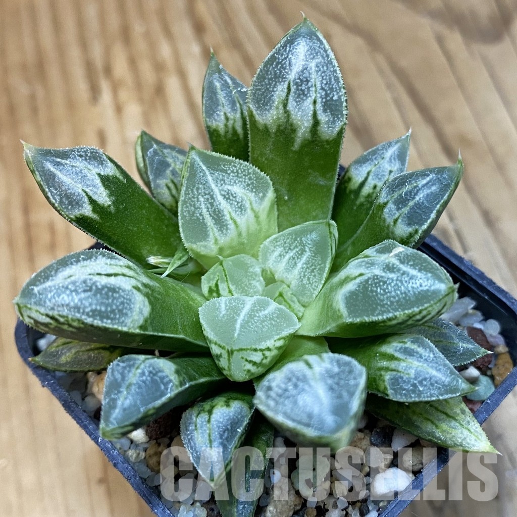 SH32878 Haworthia 'Love Heart'