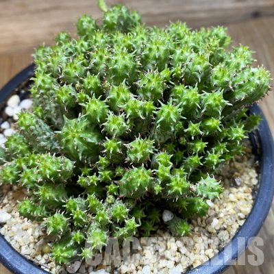 SH32838 Euphorbia mammillaris f. monstrosa