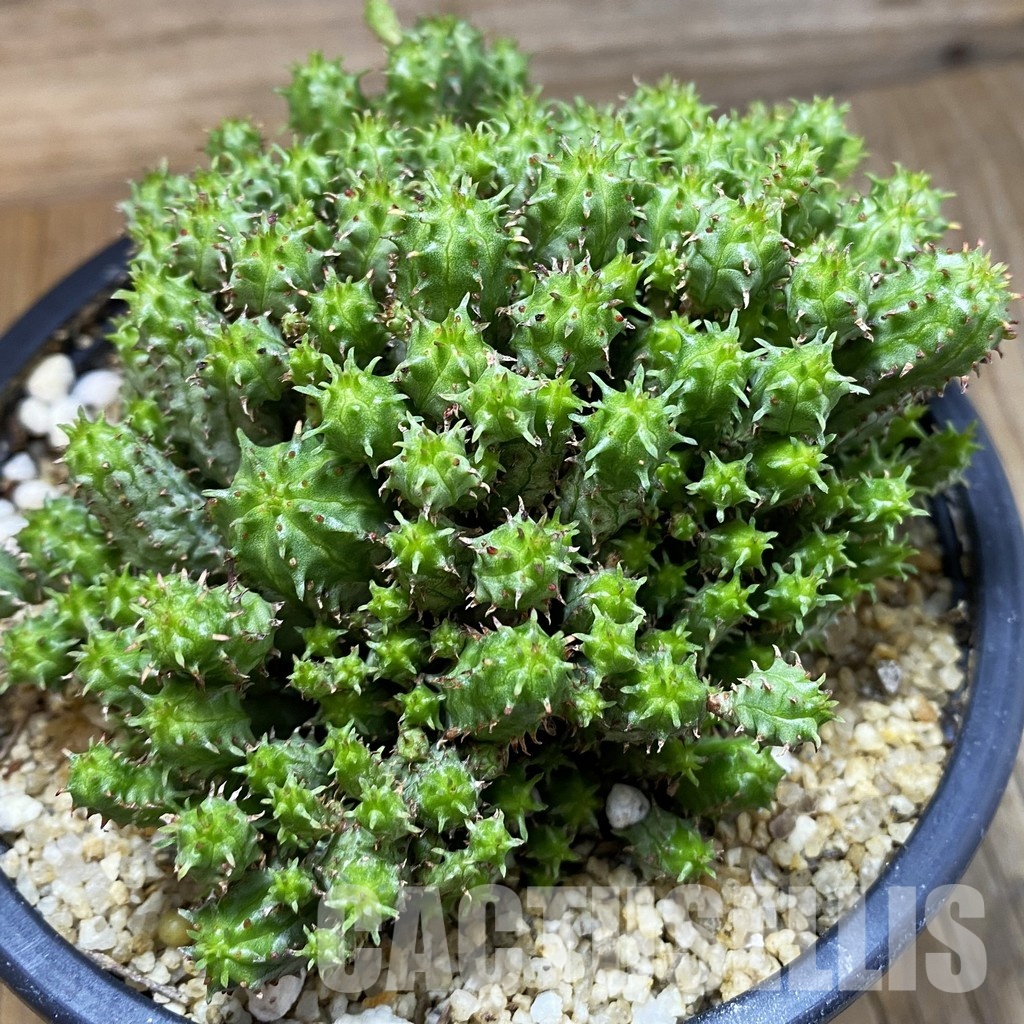 SH32838 Euphorbia mammillaris f. monstrosa