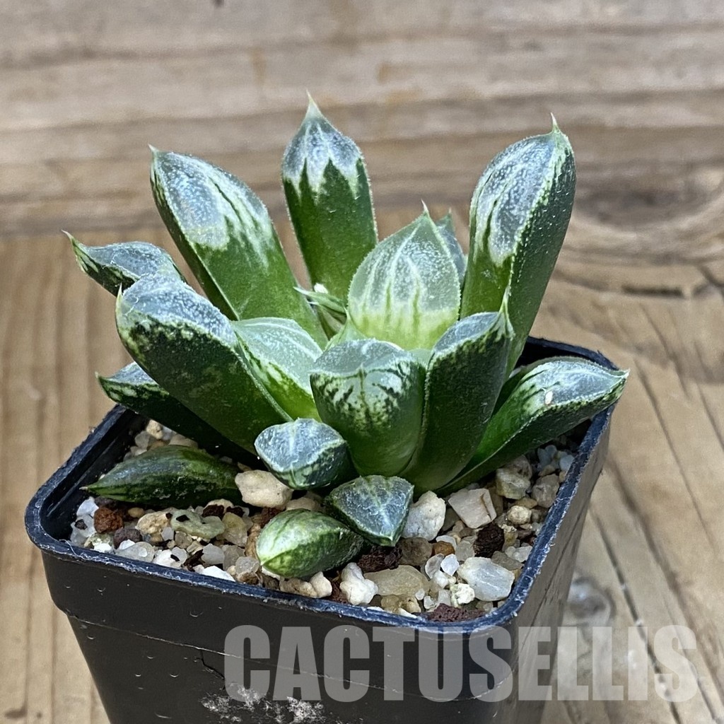 SH32878 Haworthia 'Love Heart' - Image 2