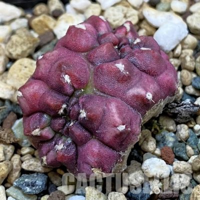 SH32879 Gymnocalycium mihanovichii ‘Day Dream’ f. cristata