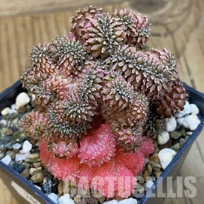 SH20062 Gymnocalycium mihanovichii ‘Sepia B’ f. cristata variegata