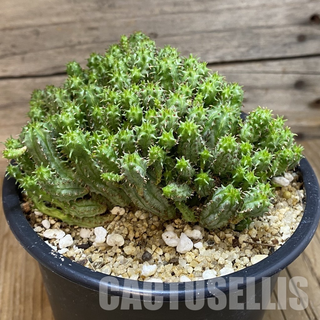 SH32838 Euphorbia mammillaris f. monstrosa - Image 2