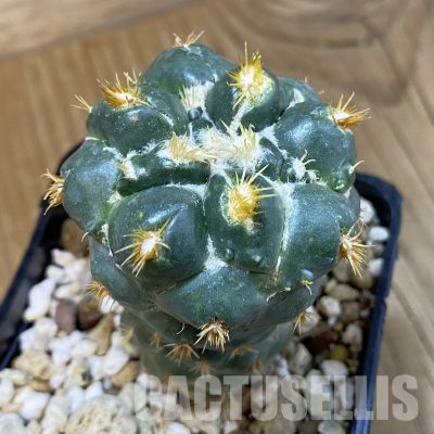 SH30010 Coryphantha bumamma f. monstrosa
