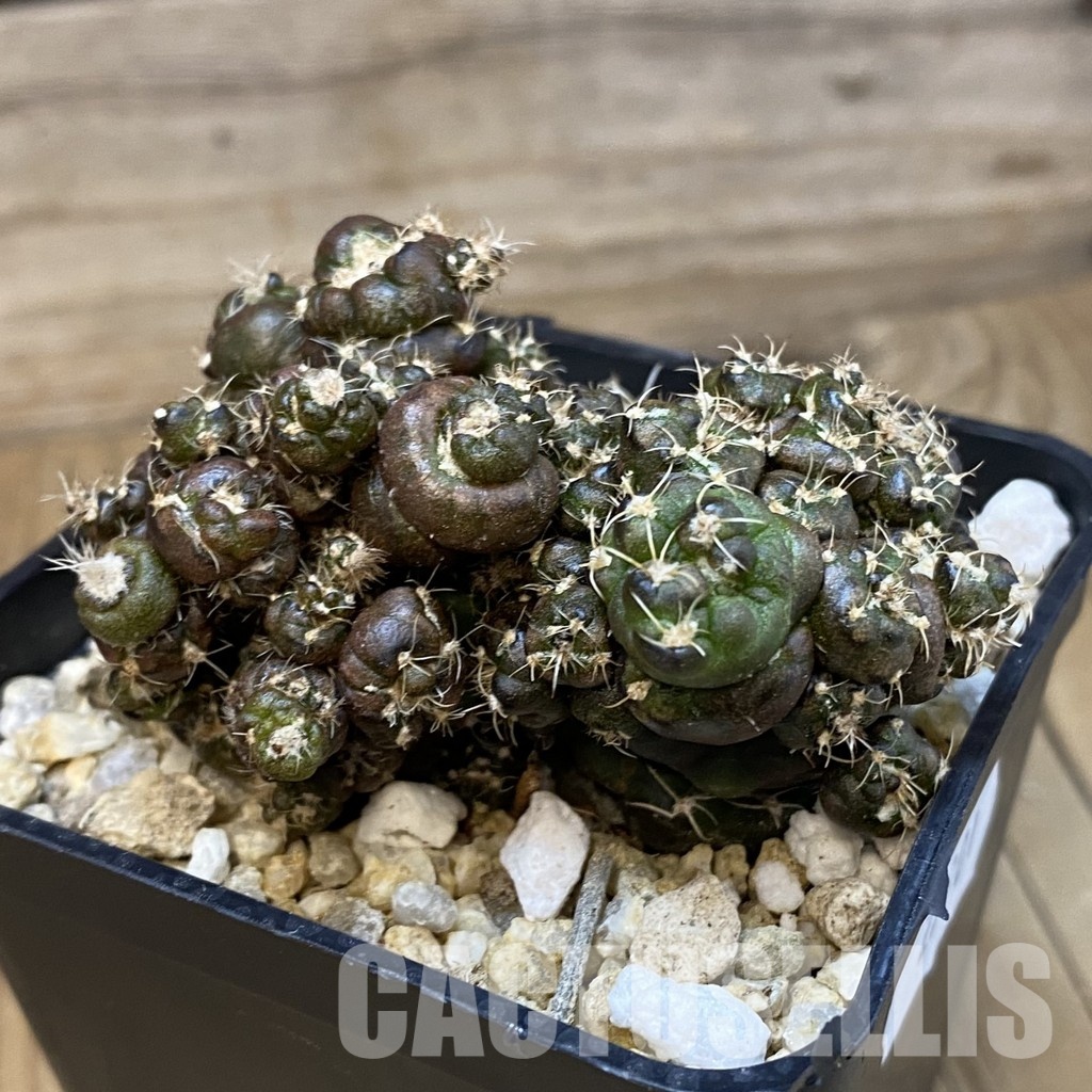 SH29901 Gymnocalycium mihanovichii ‘Cauliflower Coral’ - Image 2