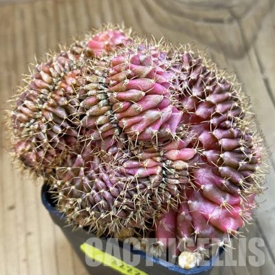 SH3222 Gymnocalycium mihanovichii variegata f. cristata