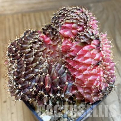 SH8639 Gymnocalycium mihanovichii f. variegata cristata