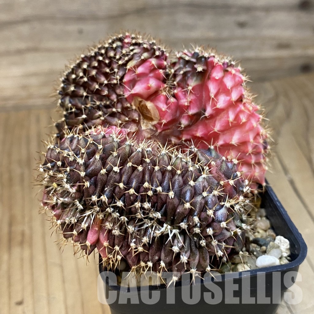 SH8639 Gymnocalycium mihanovichii f. variegata cristata - Image 3