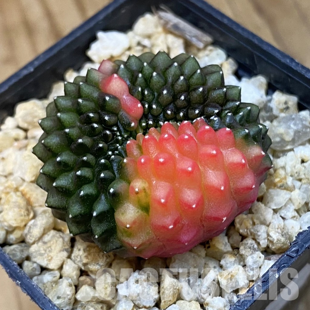 SH29756 Gymnocalycium mihanovichii 'inermis' f. variegata cristata, seedling