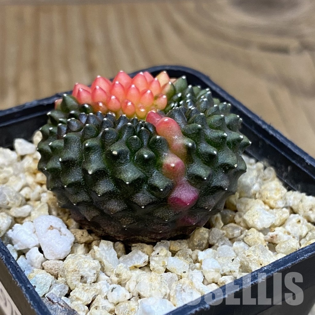 SH29756 Gymnocalycium mihanovichii 'inermis' f. variegata cristata, seedling - Image 2