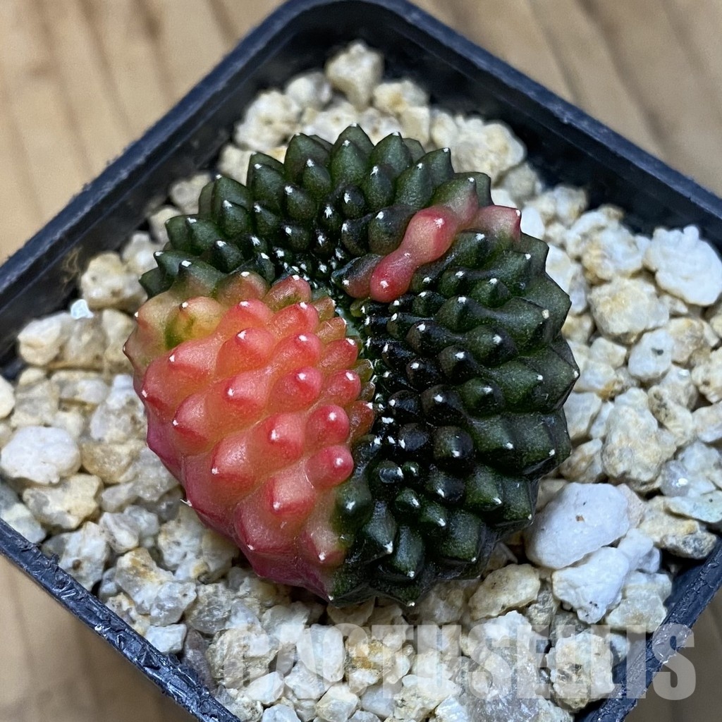 SH29756 Gymnocalycium mihanovichii 'inermis' f. variegata cristata, seedling - Image 3