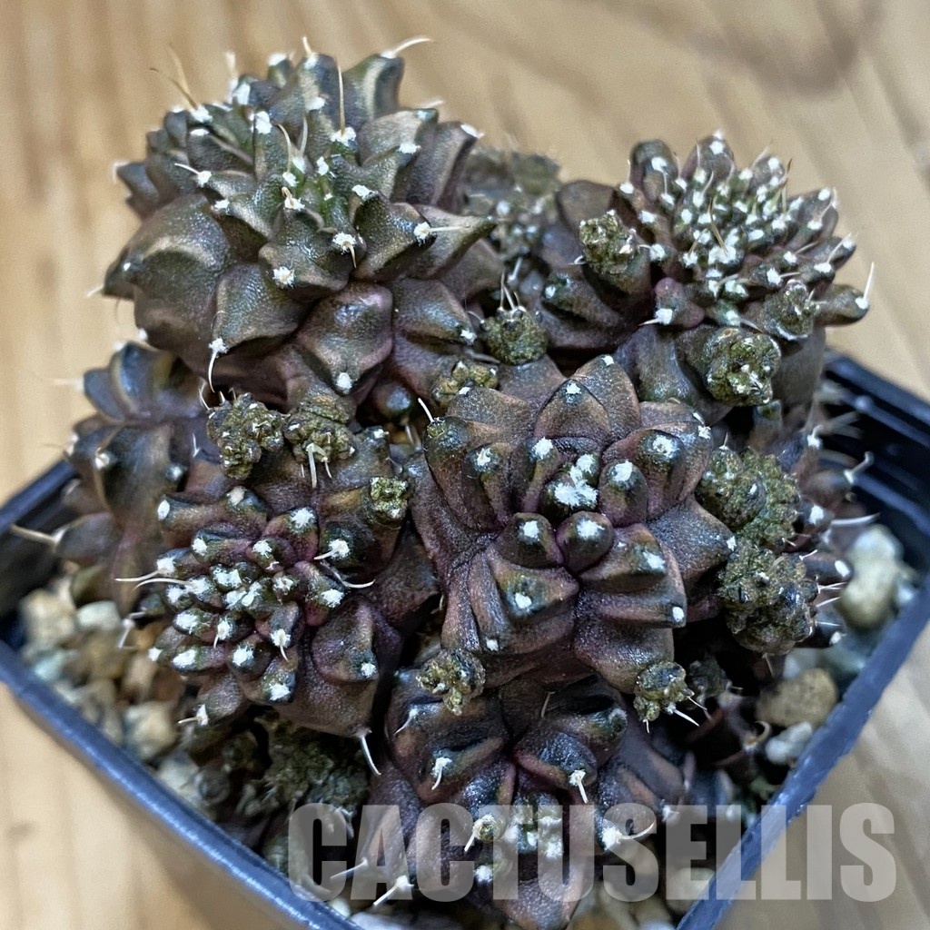 SH20632 Gymnocalycium mihanovichii ‘Green Crocodile’