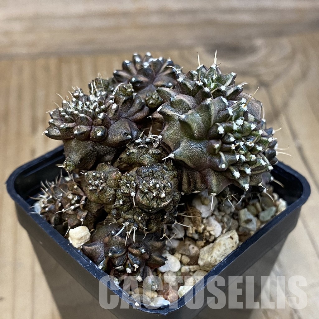 SH20632 Gymnocalycium mihanovichii ‘Green Crocodile’ - Image 2