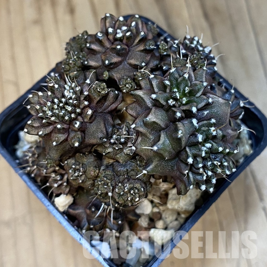 SH20632 Gymnocalycium mihanovichii ‘Green Crocodile’ - Image 3