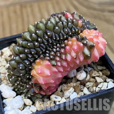 SH19566 Gymnocalycium mihanovichii f. cristata variegata