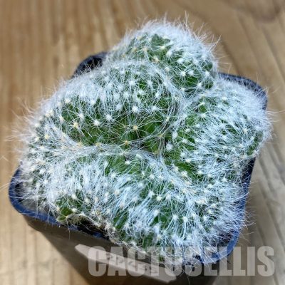 SH29435 Mammillaria baumii f. cristata