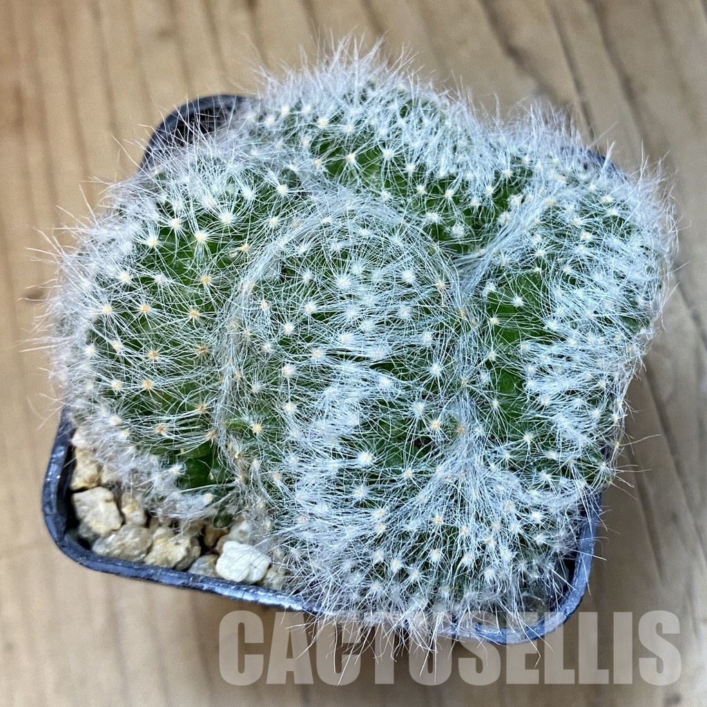SH29435 Mammillaria baumii f. cristata - Image 2