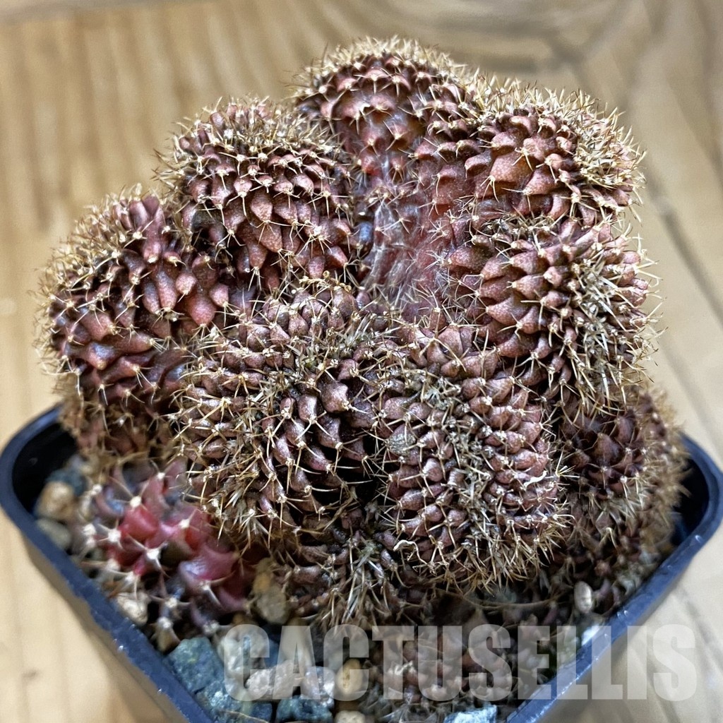 SH23744 Gymnocalycium mihanovichii f. cristata