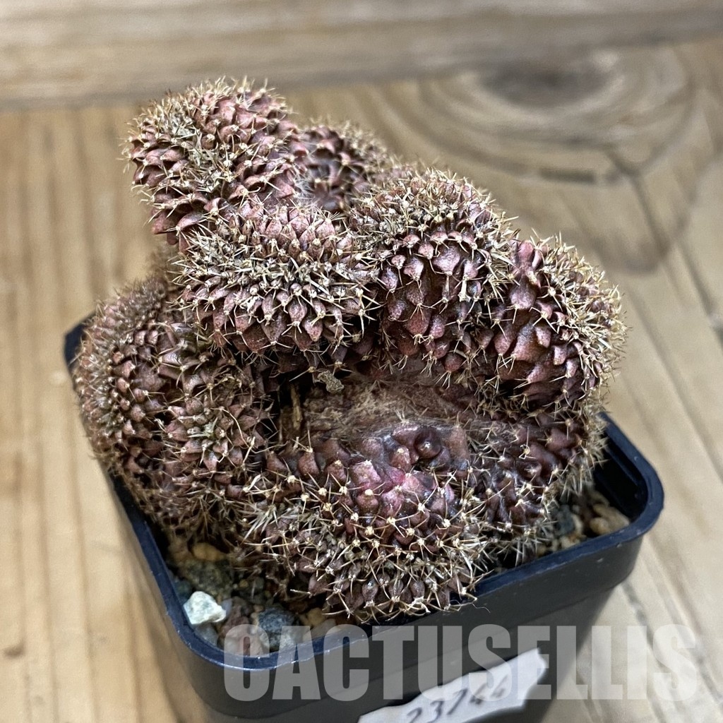 SH23744 Gymnocalycium mihanovichii f. cristata - Image 2