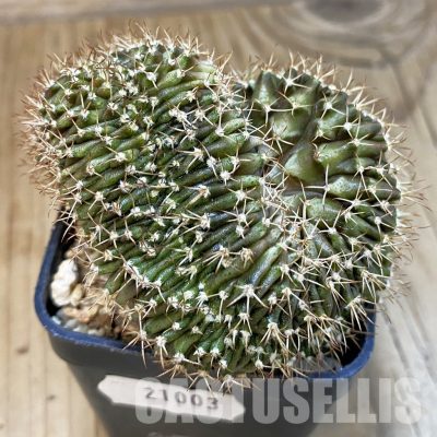 SH21003 Gymnocalycium mihanovichii f. cristata