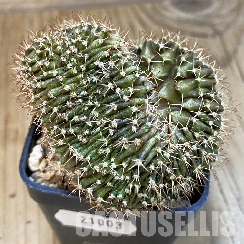 SH21003 Gymnocalycium mihanovichii f. cristata