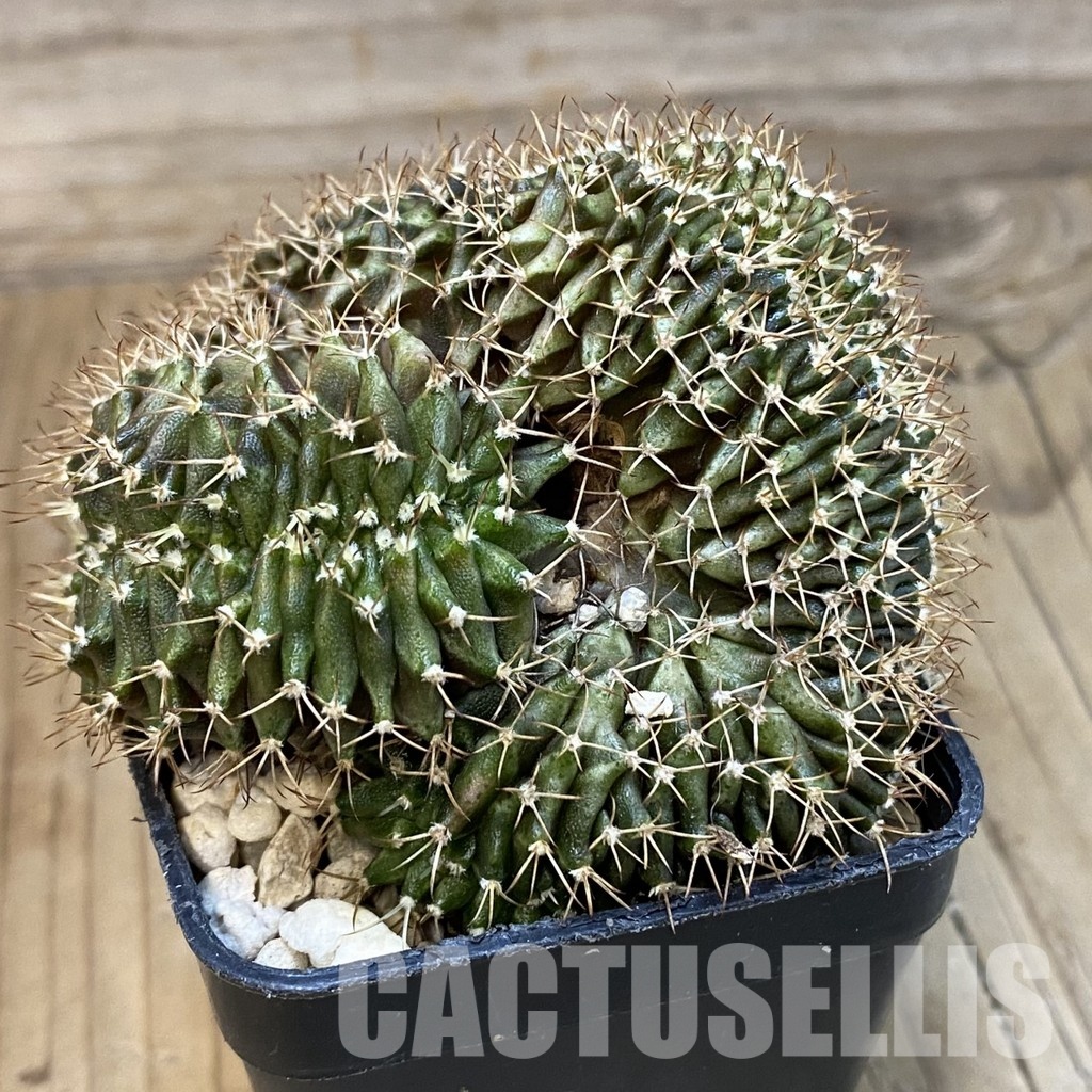 SH21003 Gymnocalycium mihanovichii f. cristata - Image 2