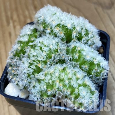 SH21165 Mammillaria carmenae f. cristata