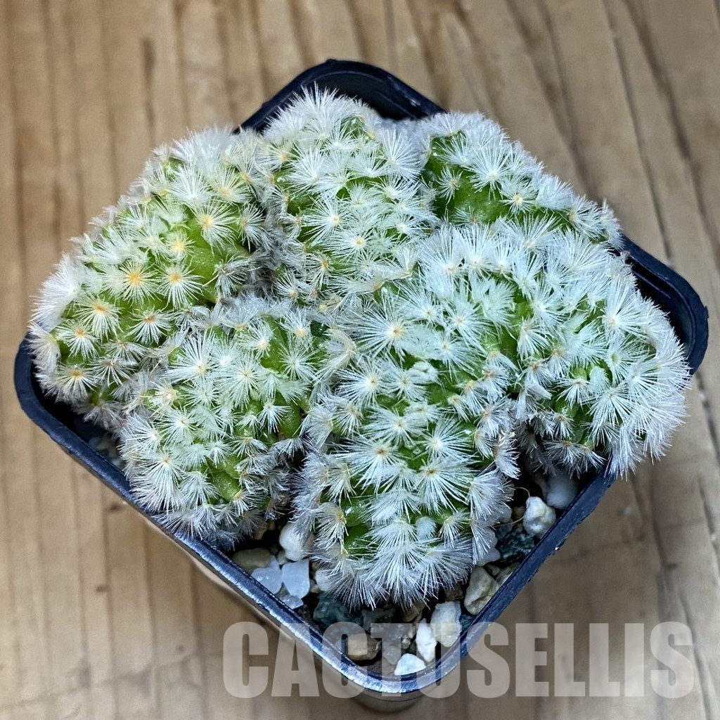 SH21165 Mammillaria carmenae f. cristata - Image 2