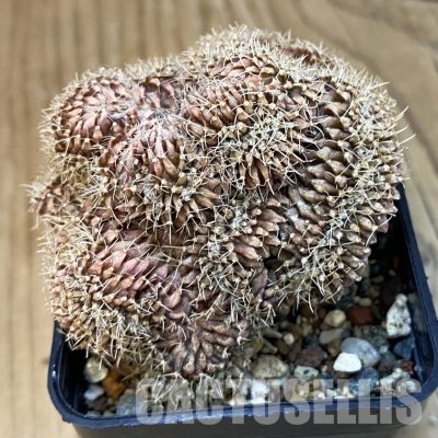 SH25202 Gymnocalycium mihanovichii f. cristata